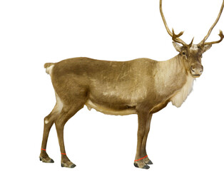 Reindeer standing isolated on transparent background © Olena