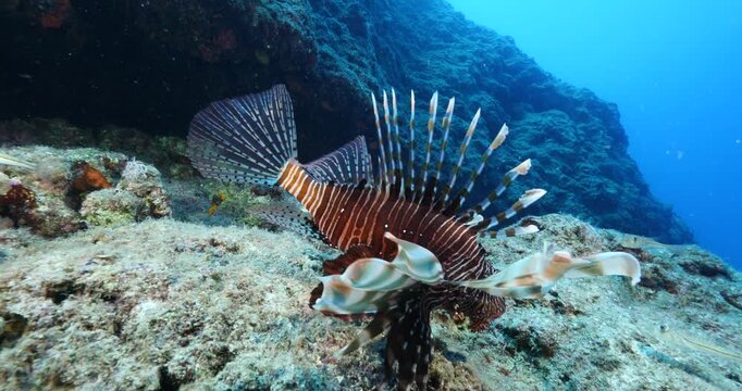 lionfish  underwater searching and patroling rocks for food