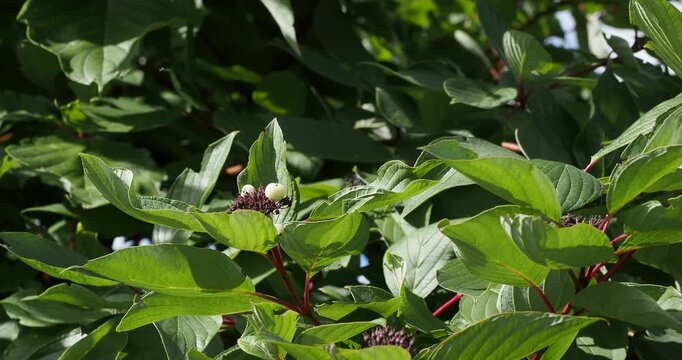 (Cornus sericea) Red-twig dogwood, ornamental spreading shrub producing white flowers followed by umbrella-shaped clusters of white berries