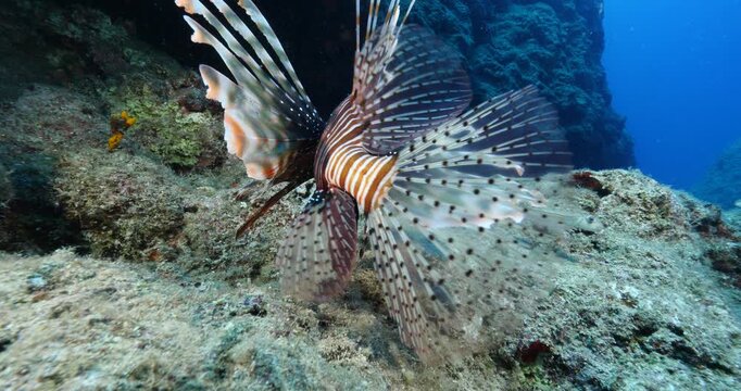 lionfish  underwater searching and patroling rocks and  for food mediterranean sea