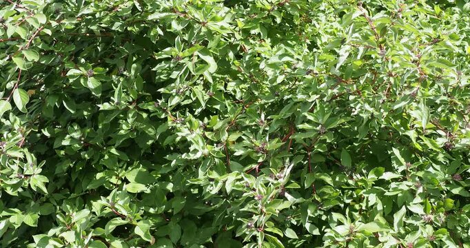 Red Twig Dogwood or Red Osier Dogwood (Cornus sericea) Beautiful shrub giving lovely white berries in late summer in bushy dense green foliage attracting birds
