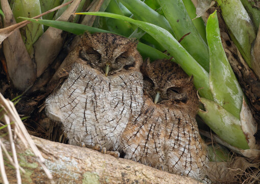 Cute pair of Tropical Screech Owl slepping amongs the bromelias 