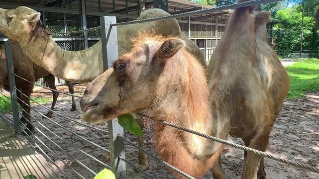 Two camels, one with a prominent hump and the other with a lighter coat, are positioned near a fence in a zoo, surrounded by greenery and animal enclosures in the background