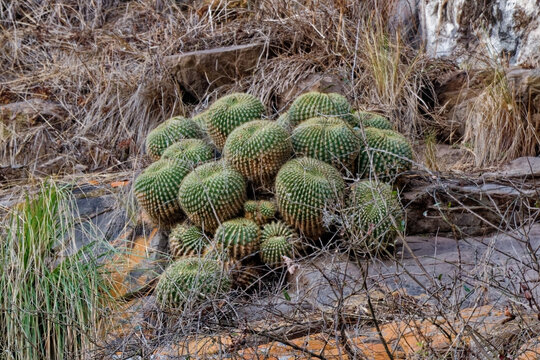 Cluster of wild globular ball cactus plants nestled among dry grass and stones on a rocky hillside in South America.