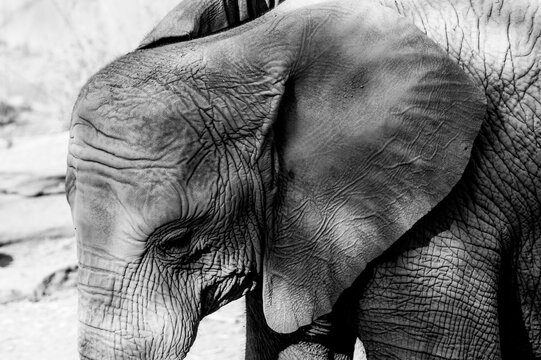 Black-and-white close-up of a young elephant, showing its wrinkled trunk, large ear, eye, and deeply textured skin in fine detail.