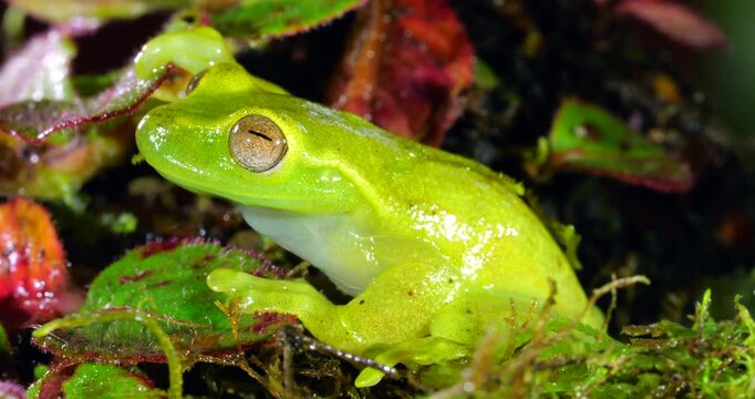 Babbling Stream Frog (Hyloscirtus alytolylax). A tree frog found on the banks of mountain streams  in cloud forest on the western slopes of the Andes in Ecuador. 