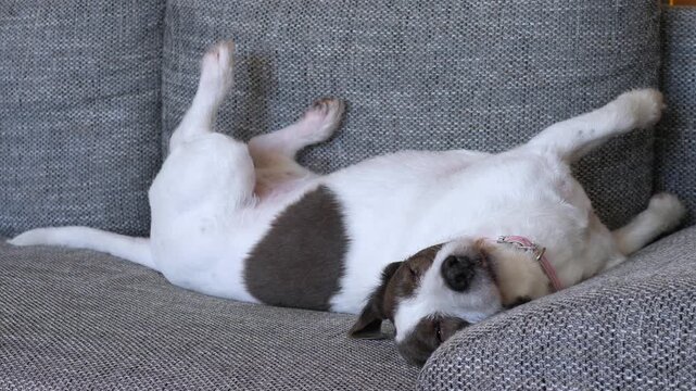 Content dog dozes on couch with belly exposed and legs relaxed. Small white and brown pet wears pink collar, resting quietly on textured gray upholstery in cozy indoor living room.
