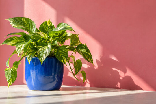 Variegated pothos houseplant in blue pot against coral pink wall