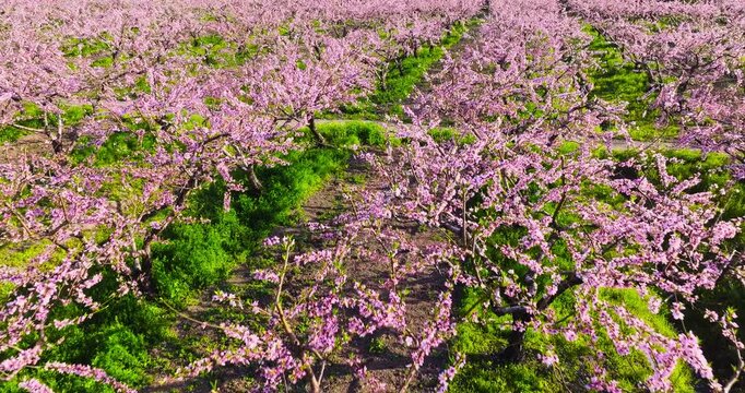 Aerial view of blooming pink peach trees in a lush orchard with green grass and visible soil under bright sunlight.