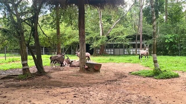 A group of horses is seen grazing in a green pasture, with trees providing shade and a rustic building visible in the background, creating a serene natural environment