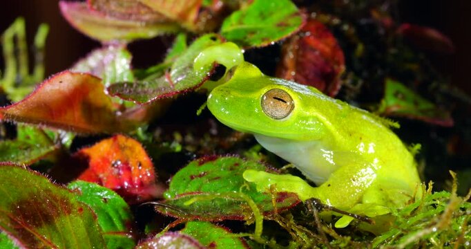 Babbling Stream Frog (Hyloscirtus alytolylax). A tree frog found on the banks of mountain streams  in cloud forest on the western slopes of the Andes in Ecuador. 