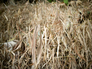 Fototapeta premium dry grass texture during the long dry season