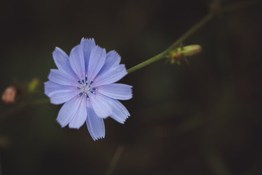 Single common chicory flower, Cichorium intybus, with unopened bud and dark natural copy space