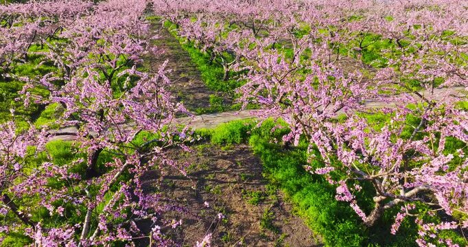 High angle view of a blooming orchard with rows of pink flowering trees and green grass beneath illuminated by bright sunlight.
