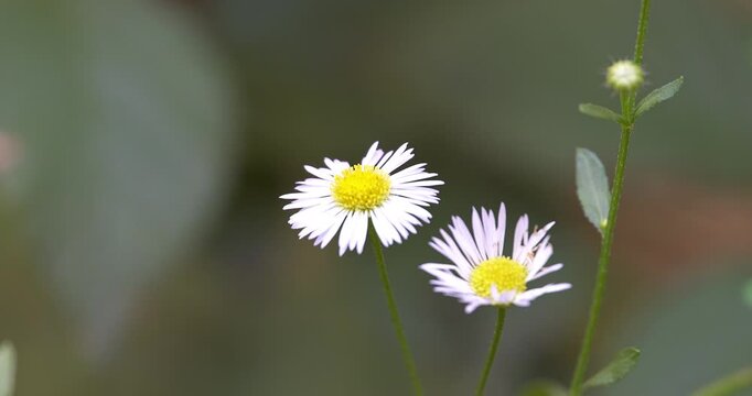 Macro - Daisies in a meadow.