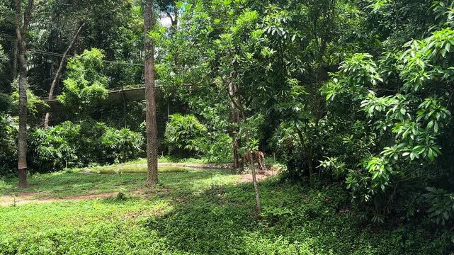 Bengal tiger walking through lush green foliage in a natural habitat surrounded by dense trees and undergrowth. Safari park on Phu Quoc island. footage