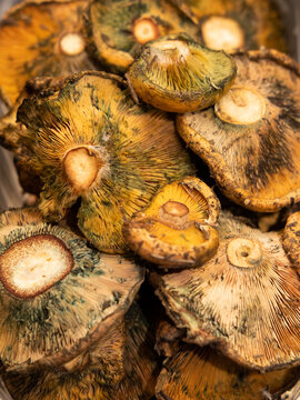 Bunch of saffron milk caps mushrooms in a market 