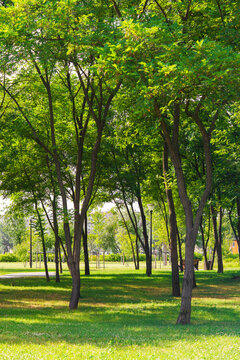 Peaceful urban park with green trees and fresh grass lawn in sunlight. Natural recreation area for walking, relaxing and outdoor rest and leisure in the city. Nature landscape, city garden