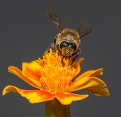 Commercial stock photo of a worker bee perched on a marigold flower head gathering nectar © Михаил Шорохов