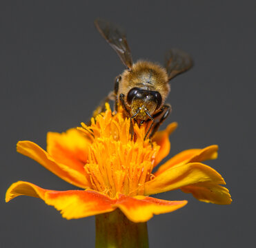 Commercial stock photo of a worker bee perched on a marigold flower head gathering nectar