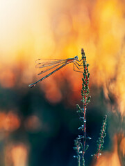 Emerald damselfly (Lestes sp.) resting on plant stem, beautiful dramatic macro photo with warm golden orange bokeh, shallow depth of field, and soft autumn background © Macro Viewpoint