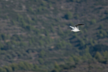 Obraz premium Gaviota reidora volando sobre el fondo de un bosque, Beniarres, España