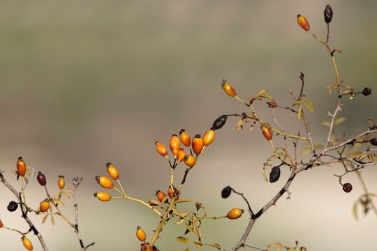 Escaramujos de rosal silvestre en ramas secas con espacio para texto, Beniarres, Espa&ntilde;a