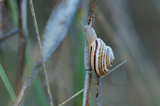 Caracol rayado desplaz&aacute;ndose por una rama seca en su h&aacute;bitat natural, Espa&ntilde;a