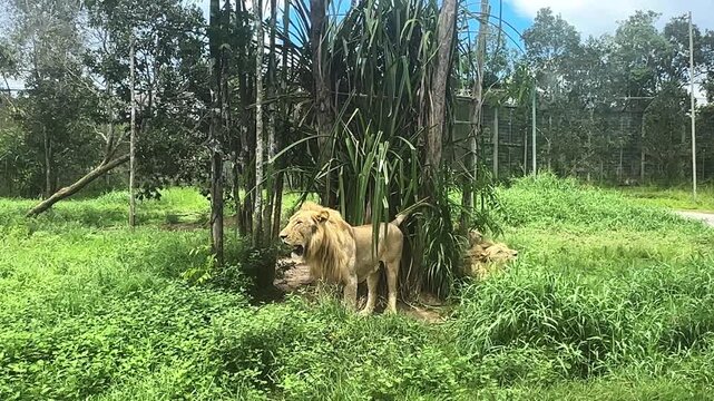 Group of lions resting under a tree in a lush green habitat with tall grass and scattered foliage in a natural habitat at Safari park on Phu Quoc island