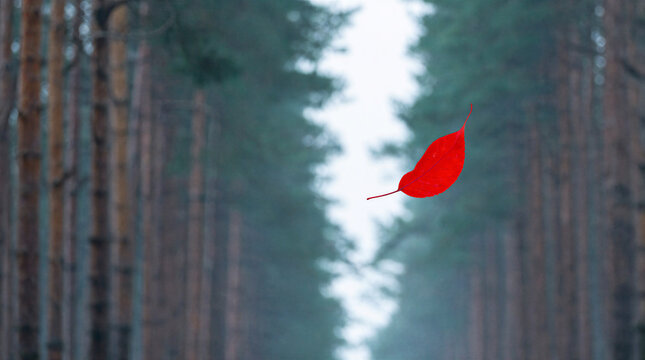 Scarlet leaf falling slowly through a soft focus corridor of tall pine trees