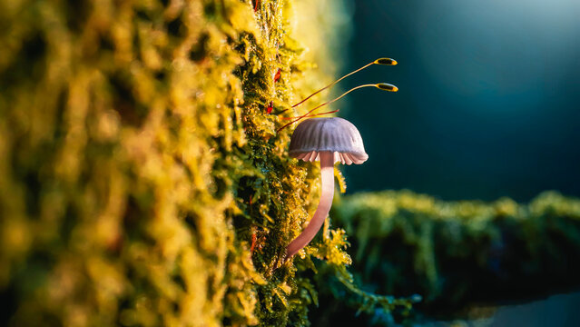 Bonnet mushroom (Mycena sp.) growing from mossy tree trunk, beautiful autumn macro photo with teal background, golden backlight, and shallow depth of field