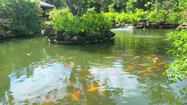 Colorful koi fish swim gracefully in a serene pond, surrounded by lush green plants and rocks, with sunlight reflecting off the water's surface in a tranquil garden environment