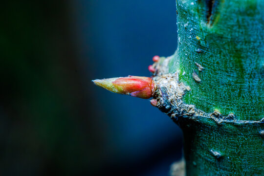 Macro photography of a pointed red and green Japanese maple leaf bud emerging on a stem in early spring.