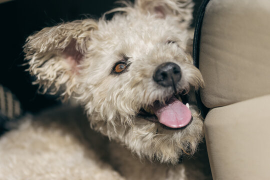 cute little puli dog face
