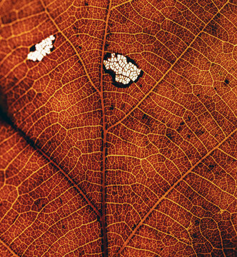 autumn leaf abstract texture detail