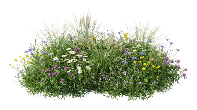 Diverse wildflower meadow patch with white plumes isolated on a transparent background