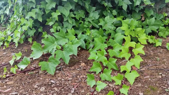 Hedera helix leaves gently swaying in the wind