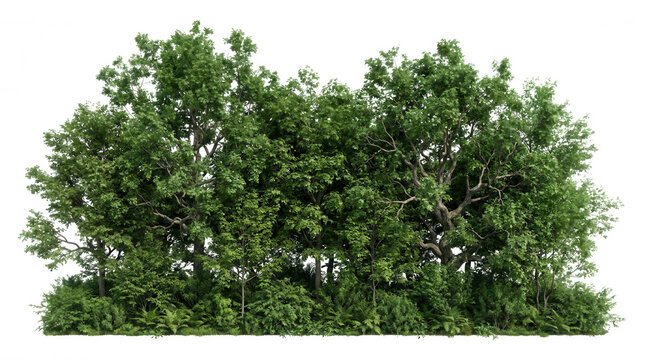 Dense green forest treeline with lush foliage and branches isolated on a transparent background