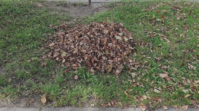 Fallen brown leaves forming a growing pile on a green grass lawn during autumn. Seasonal garden maintenance and raking foliage