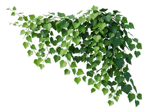 Cascading green ivy vines with heart shaped leaves isolated on a transparent background