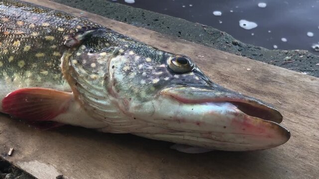 pike head with a large mouth and a large eye zoom in