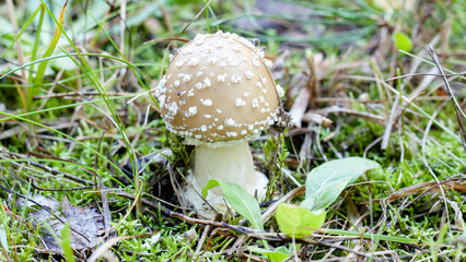 fly agaric mushroom © lazalnik