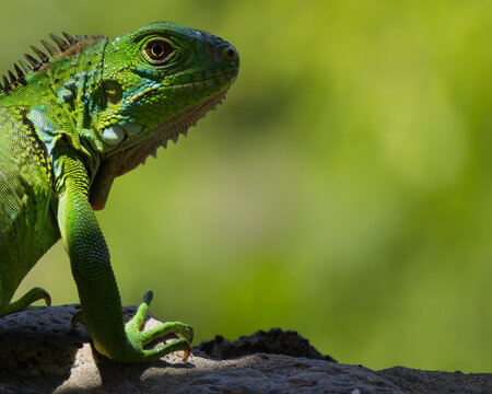 green iguana with green background
