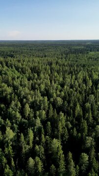 Aerial View of Lush Green Finnish Forest in Summer