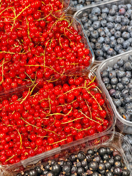 Red currants, blueberries and black currants in open plastic portion containers on a supermarket counter showcase fresh berries with vibrant natural colors and nutrients