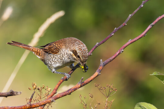 Juvenile red-backed shrike Lanius collurio with grasshopper prey on branch
