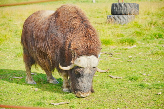 muskox (Ovibos moschatus).Despite their name and ox-like appearance, muskoxen are actually more closely related to sheep and goats (subfamily Caprinae) than to cattle. They are famous for their extrem