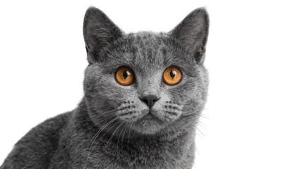 Fluffy grey British Shorthair cat with bright orange eyes, isolated on transparent background © Marta