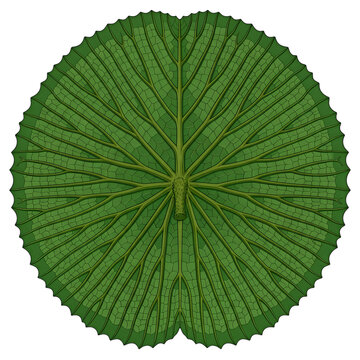 Top view of a large circular lily pad leaf with detailed radial venation pattern and scalloped edges, illustrated in a botanical style isolated on transparent background
