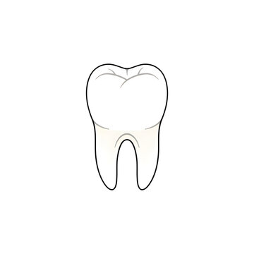 Illustration of a human molar tooth isolated on white background